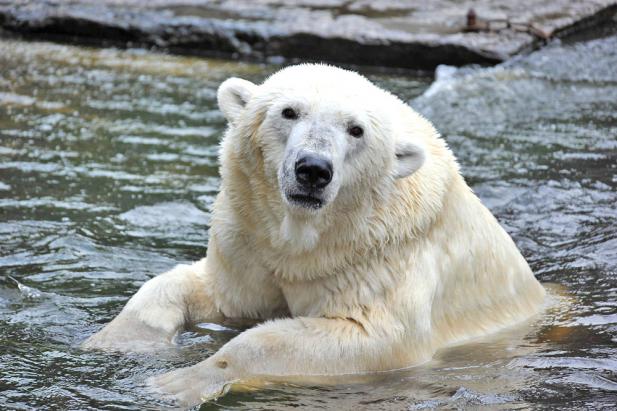Traurige Nachrichten aus Frankreich – Eisbärin Vienna verstarb im Zoo La Palmyre
