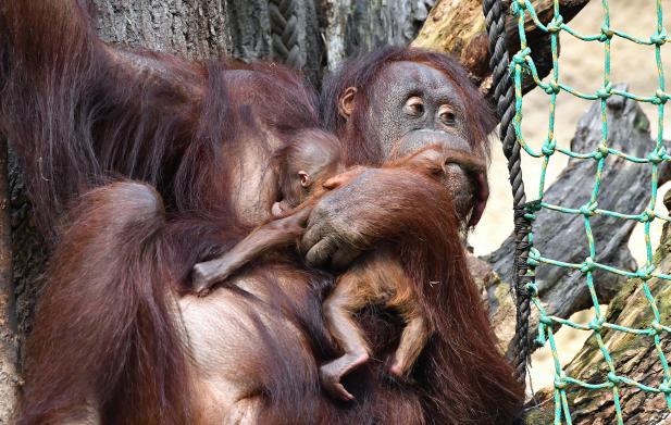 Der Zoo feiert Orang-Utan-Baby-Taufe und 5 Jahre DARWINEUM