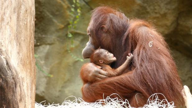 Große Freude im Zoo Rostock über ein kleines Orang-Utan-Mädchen