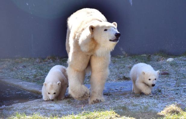 Abschied von Kaja und Skadi – Eisbärenzwillinge ziehen in den Zoo Tallinn um