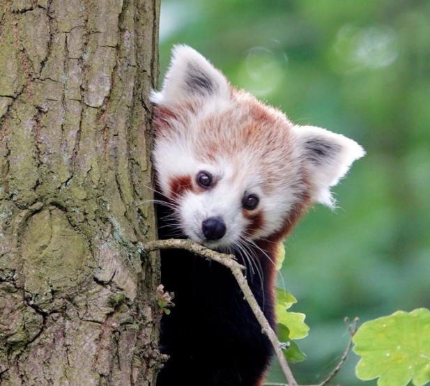 Willkommen Jordan! Erster Roter Panda im Zoo Rostock erkundet sein neues Revier