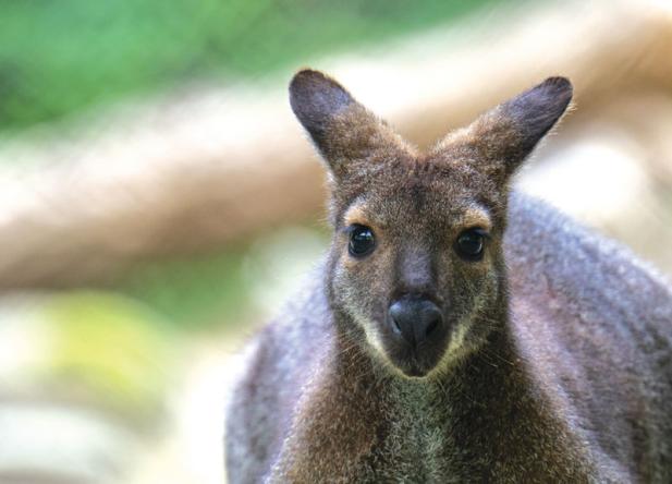 Tierisch was los im Zoo Rostock! – Bennett-Kängurus im Zoo Rostock