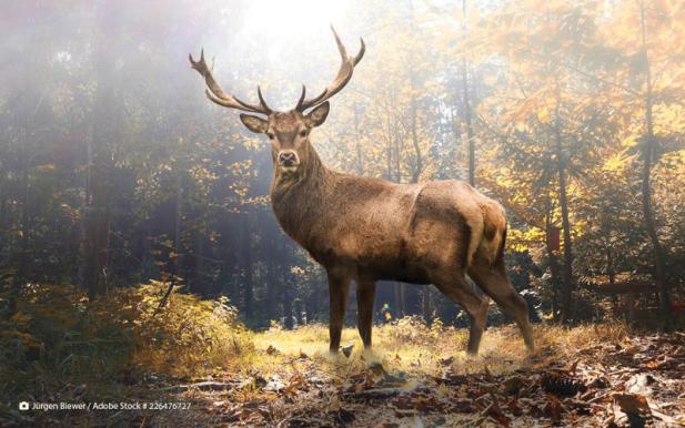 Wildwoche in Graal-Müritz