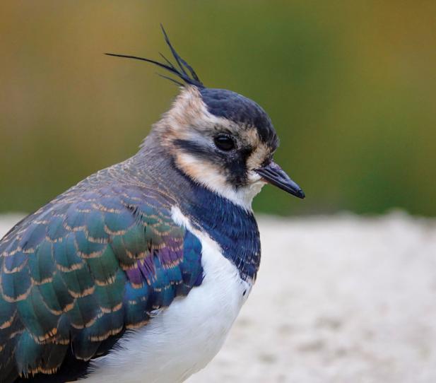 Tierisch was los im Zoo Rostock! – Kiebitz: Vogel des Jahres zieht in den Zoo Rostock