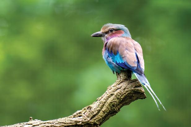 Tierisch was los im Zoo Rostock! – Farbenprächtige Gabelracken