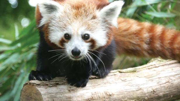 Tierisch was los im Zoo Rostock! – Erster Roter Panda im Zoo Rostock erkundet sein neues Revier