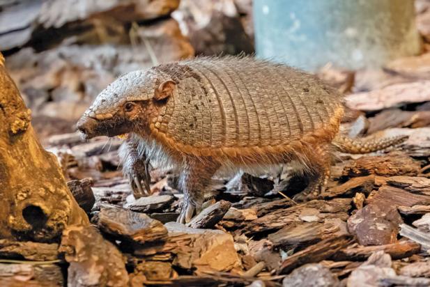 Tierisch was los im Zoo Rostock! – Doppelter Nachwuchs beim Zootier des Jahres 2025