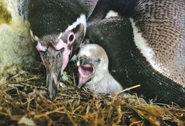 Tierisch was los im Zoo Rostock! – Nachwuchs bei den Pinguinen