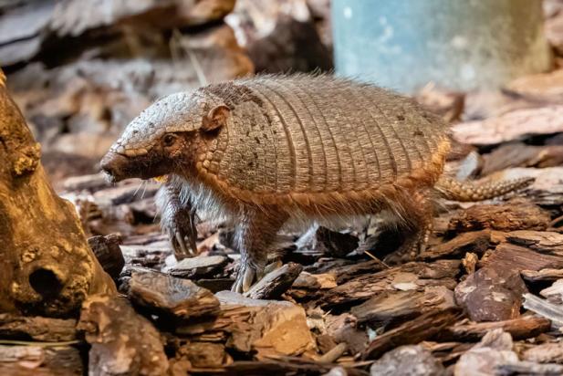 Doppelter Nachwuchs beim Zootier des Jahres 2025 im Zoo Rostock