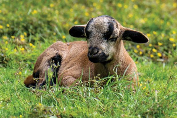 Tierisch was los im Zoo Rostock! – Neuer Stall für die Kamerunschafe 