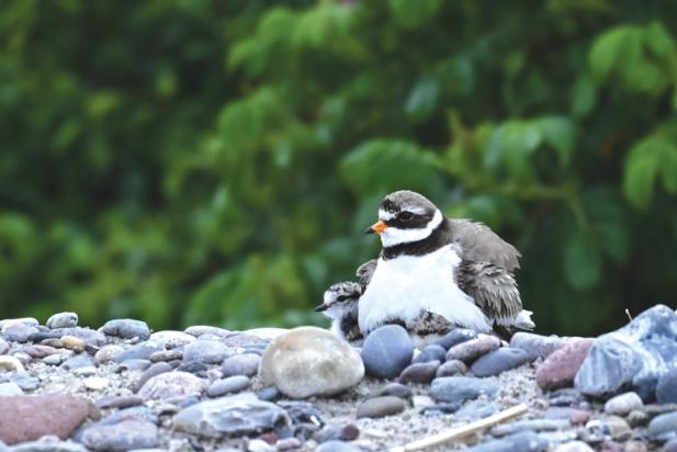 Tierisch was los im Zoo Rostock! – Artenschutz am Ostseestrand