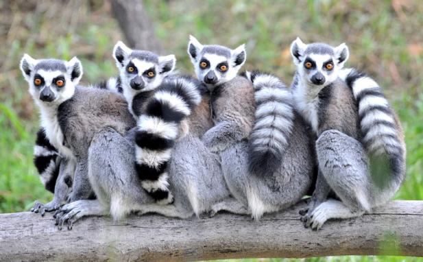 Zoo Rostock verlängert Öffnungszeiten bis 6. Oktober 2024