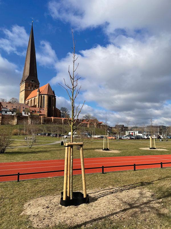 180 neue Bäume in Parks und an Straßen